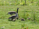 Canada Goose with Chicks - Gęś Kanadyjska z Pisklętami